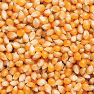 Maiz Curagua / Pop Corn / Cabritas